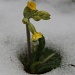 Up Periscope! by daffodill