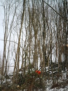 7th Feb 2012 - The Blob In The Woods