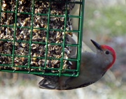 7th Feb 2012 - Saved by the Woodpecker 