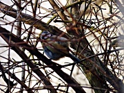 7th Feb 2012 - Blue Tit