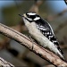 Ms. D. Woodpecker by cjwhite