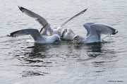7th Feb 2012 - Gossip Gulls