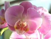 3rd Feb 2012 - Office Orchid