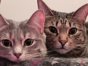 7th Feb 2012 - Cat Eyes