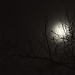 Full Moon? by lstasel