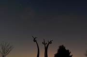 7th Feb 2012 - Reaching For The Stars
