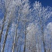 Tall frosty trees by kiwichick