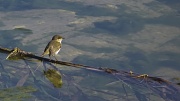 8th Feb 2012 - CHADWICK LAKES (8) – Birds