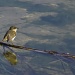 CHADWICK LAKES (8) – Birds by sangwann