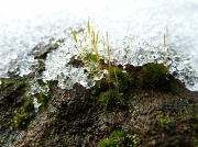 8th Feb 2012 - Frozen snow
