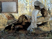 8th Feb 2012 - "Ye Olde Oak Tree"