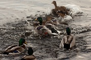 8th Feb 2012 - Like Water Off A Ducks Back