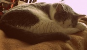8th Feb 2012 - Sleepy Kitty