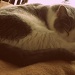 Sleepy Kitty by mej2011