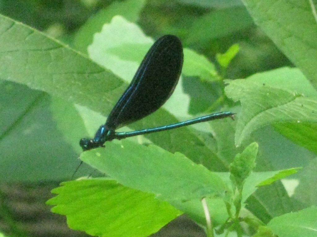 Dragonfly Days by photogypsy