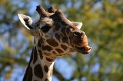 8th Feb 2012 - Giraffe