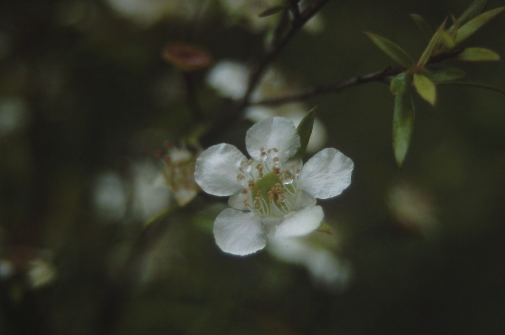 Wildflower III by peterdegraaff