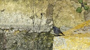 9th Feb 2012 - CHADWICK LAKES (9) – Birds