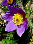 9th Feb 2012 - Pasque Flower