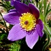 Pasque Flower by denisedaly