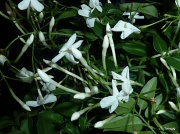 9th Feb 2012 - White Jasmine