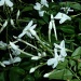 White Jasmine by tonygig