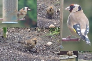 9th Feb 2012 - Goldfinches galore for Jen