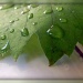 Vine Leaf by salza