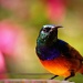 Orange-breasted Sunbird by eleanor