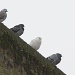Four pigeons .... by dulciknit