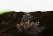 10th Feb 2012 - Snowflake