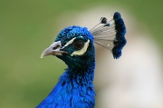 9th Feb 2012 - Peacock Portrait