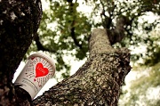 9th Feb 2012 - If love grew on a tree would you pick it? If I grew on a tree would you pick me?