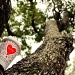 If love grew on a tree would you pick it? If I grew on a tree would you pick me? by lostwaveitb