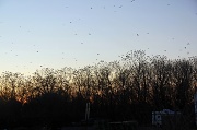 9th Feb 2012 - Crows