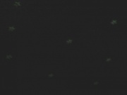 9th Feb 2012 - Tacky Stars