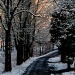 Entering Winter Wonderland by digitalrn