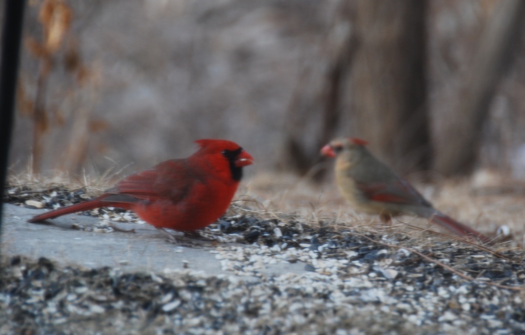 Cardinals by dakotakid35