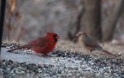 9th Feb 2012 - Cardinals