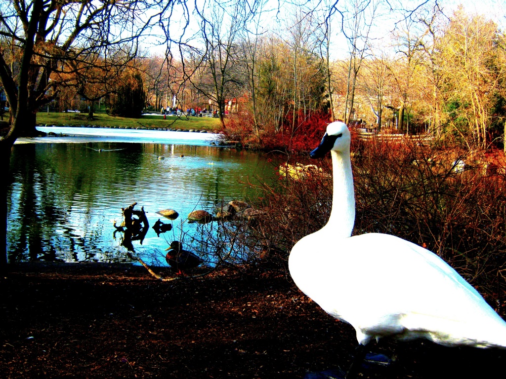 Duck Duck Goose!   ..........I mean swan. by myhrhelper