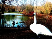 10th Feb 2012 - Duck Duck Goose!   ..........I mean swan.