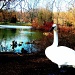 Duck Duck Goose!   ..........I mean swan. by myhrhelper