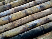 10th Feb 2012 - bamboo