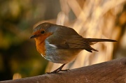 10th Feb 2012 - Not so angry bird