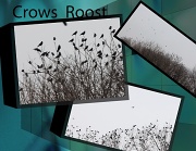 10th Feb 2012 - Crows Roost