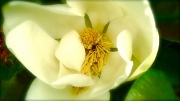 11th Feb 2012 - Sweet  and gentle Magnolia 