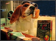 11th Feb 2012 - You Ain't Nuthin' But a Hound Dog