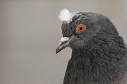 10th Feb 2012 - King of Pigeons