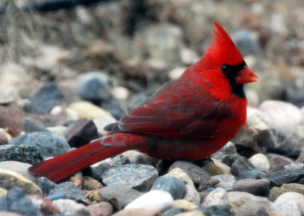 Cardinal (redux) by dakotakid35