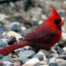 Cardinal (redux) by dakotakid35